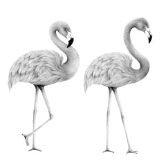 Fototapeta premium flamingo isolated,colored pencil drawing techniques,illustration