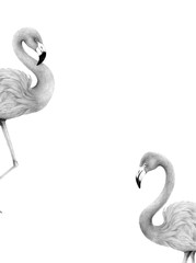 flamingo isolated,colored pencil drawing techniques,illustration