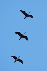 White-breasted cormorant (Phalacrocorax lucidus)