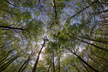 Sun shining through green tree crowns in spring