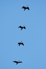 White-breasted cormorant (Phalacrocorax lucidus)