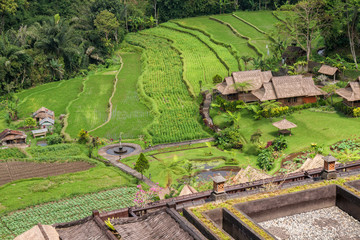 Bali, farm and rice fields