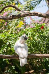 White cockatoo