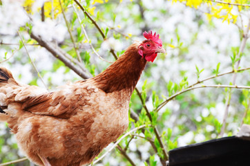 Domestic hen ,farm photo,countryside