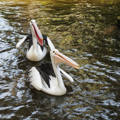 Two Australian pelican (Pelecanus conspicillatus)