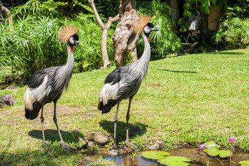Two Crowned Crane (Balearica regulorum)