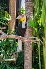 Wreathed hornbill (Rhyticeros undulatus)