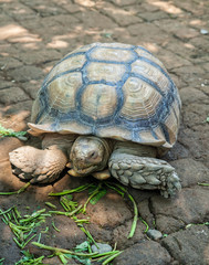 Giant tortoise