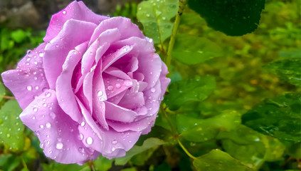rose wallpaper pink beauty flora
