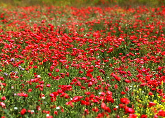 Field of wild red poppies on a sunny summer day