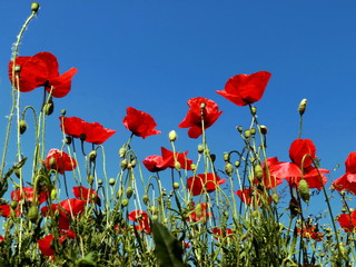 Fototapeta premium Kwiaty maku na polu i słoneczny dzień