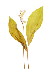 Lily of the valley - flower dry pressed herbarium