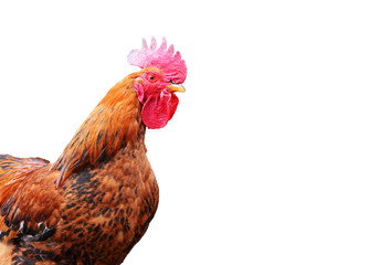Close-up cock isolated on white background,farm photo