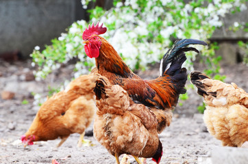 Domestic cock with hens ,farm photo,countryside