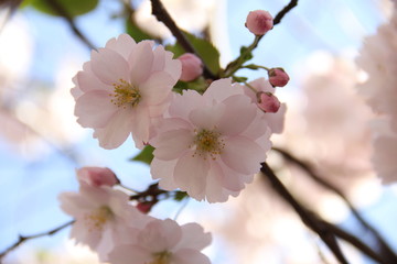 cherry blossom in spring