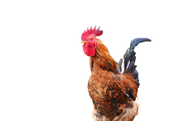 Close-up cock isolated on white background,farm photo