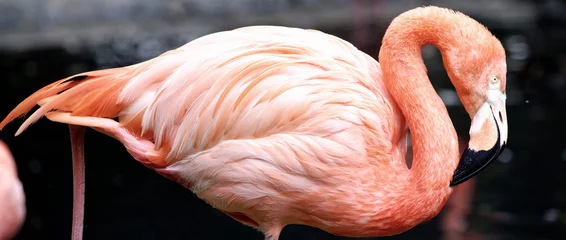 Fotobehang Flamingo © julie