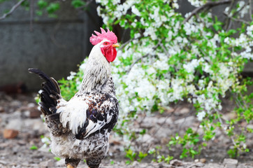 Domestic cock ,farm photo,countryside
