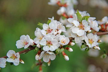 White petals of a nanking cherry blossoms in spring. Prunus tomentosa.