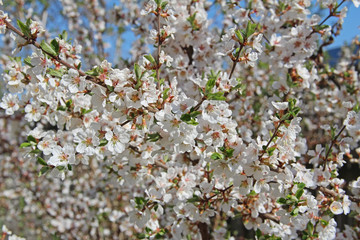 White petals of a nanking cherry blossoms in spring. Prunus tomentosa.