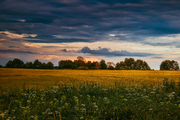 Summer field landscape. Russian open spaces. Field and sky field background