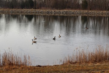 The geese swimming in the lake water in the country.