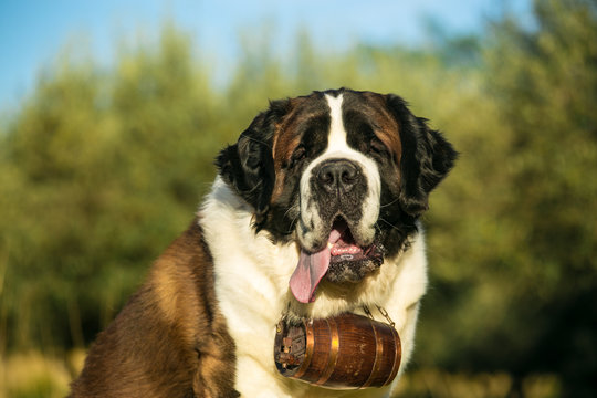 51 St Bernard With Barrel Stock Photos, High-Res Pictures, and