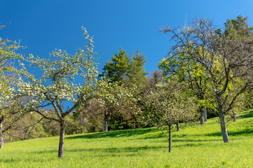 Obstgarten