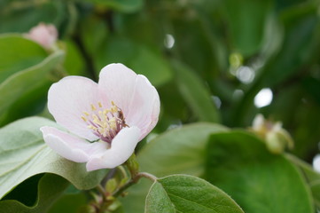 Quitte,Blüte,Spinne,rosa,Busch,