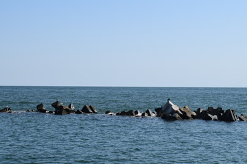 seagulls on the breakwater