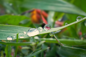 Drops of dew in the morning light, rainwater on green grass macro. Natural meadow background.