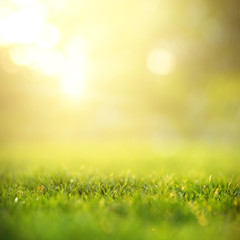 Spring and nature background concept, Close up green grass field with blurred park background and...