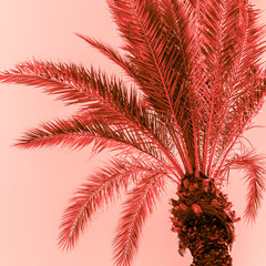 Branches of palm tree toned in living coral - 265671361