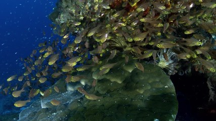 A school of Golden sweepers (Parapriacanthus ransonneti) swims among colorful corals , Indonesia, slow motion, SUPER SLOW MOTION.