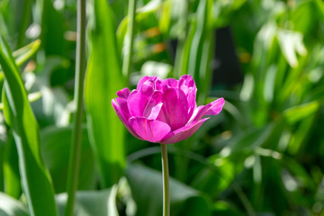 pink tulip in the garden