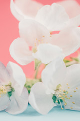 Fototapeta na wymiar Apple blossoms over blurred color background