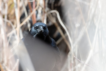 Raven Foraging in the Bush