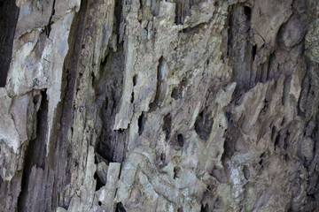 Old tree bark brown gray texture background.