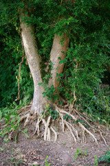 Tree roots and green leaves on the ground. Nature, environment ecology design