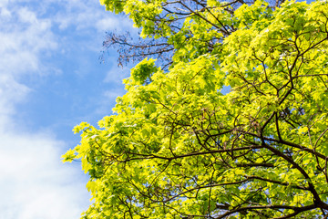Tree against the blue sky in spring.
