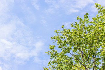 Tree against the blue sky in spring.