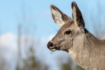 Mule Deer