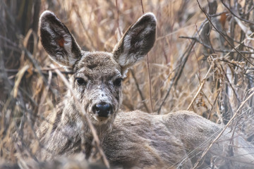 Mule Deer resting in Long Grass and Bush