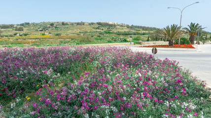 Obraz premium Flowers arrangement and roundabouts 
