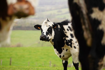 Animal ferme vache 266