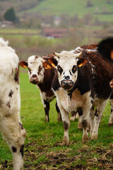 Animal ferme vache 267