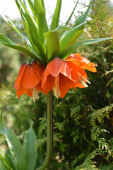 Fritillaria imperialis Rubra Maxima in spring
