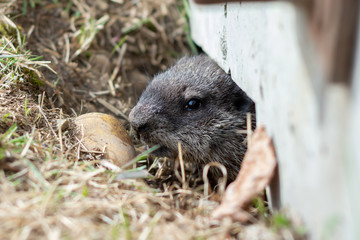 Beaver Kit in Spring, Grand Prairie, Alberta