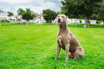 Weimaraner dog sitting on the green lawn of the park, to the right of the frame.