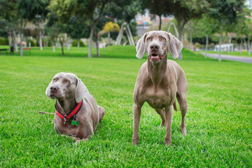 Two weimaraner dogs on the lawn, one sitting and the other lying down with his collar around his neck, both facing forward.